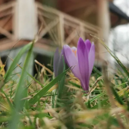 Chalpy Pod Ostryszem Feriehus Ciche (Nowy Targ)